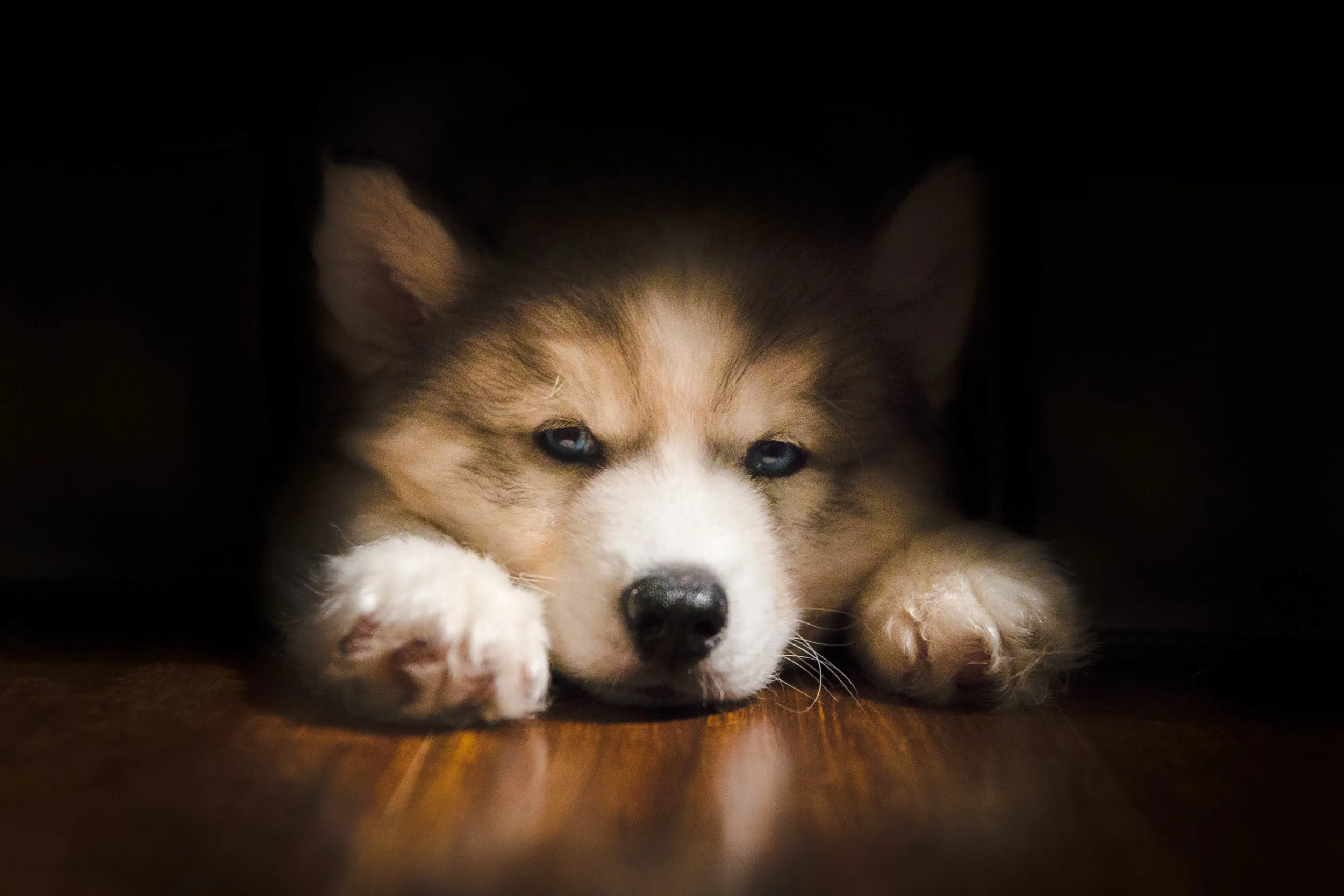 Si Puppy – California