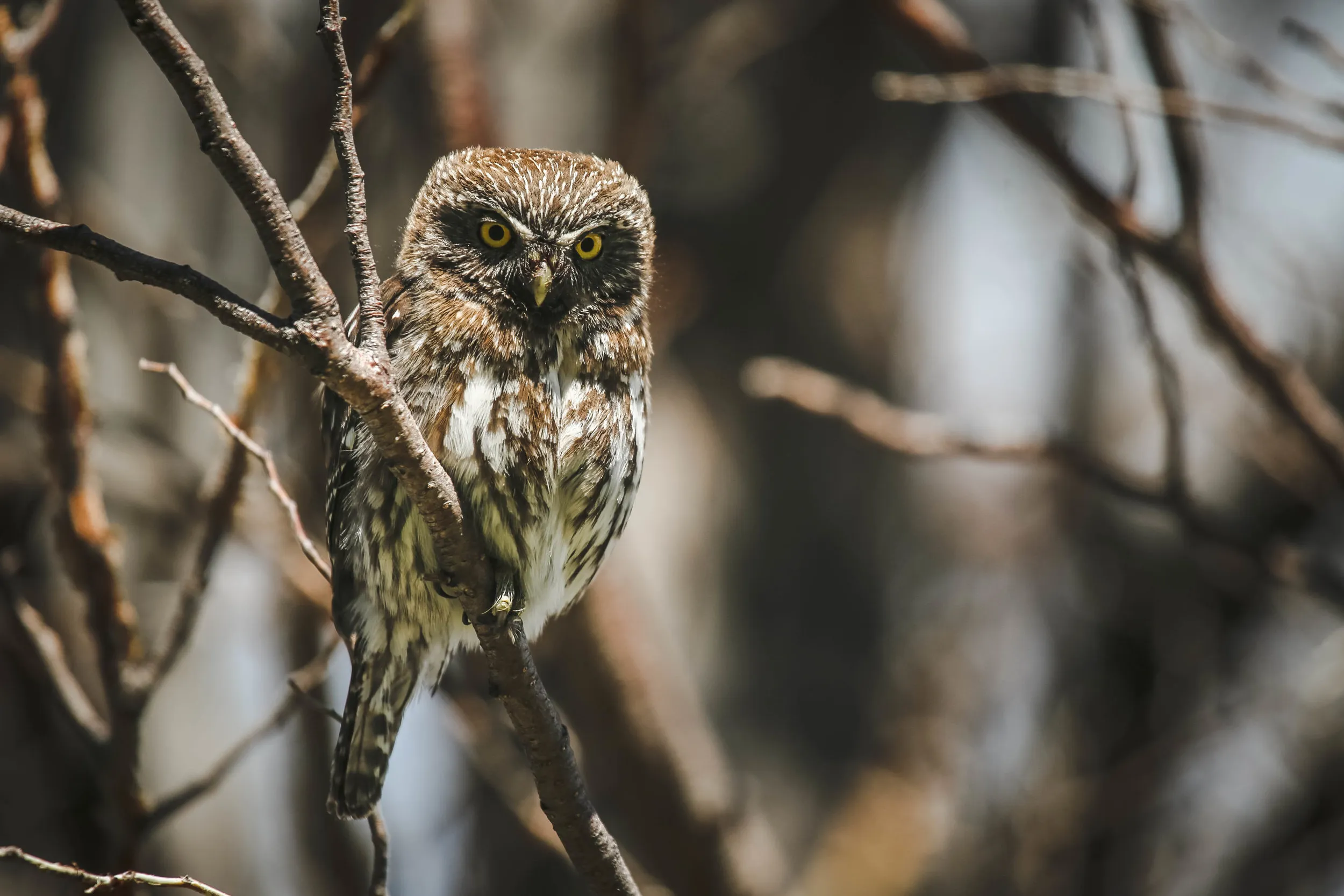 Pigmy Owl – Patagonia, Chile
