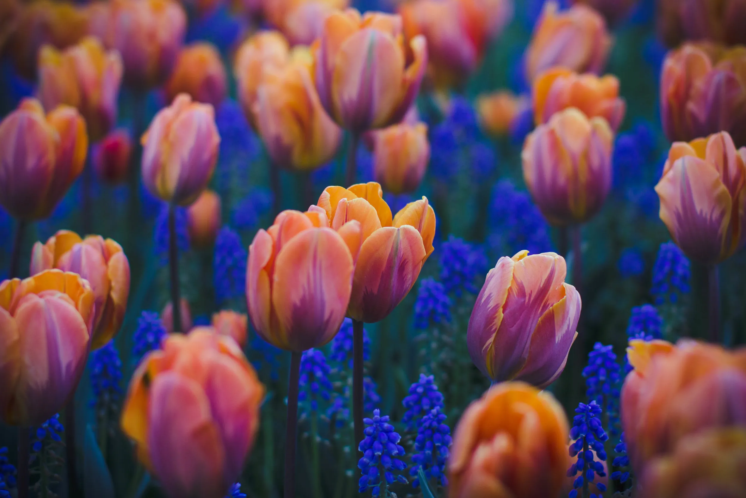 Tulips – Skagit Valley, Washington